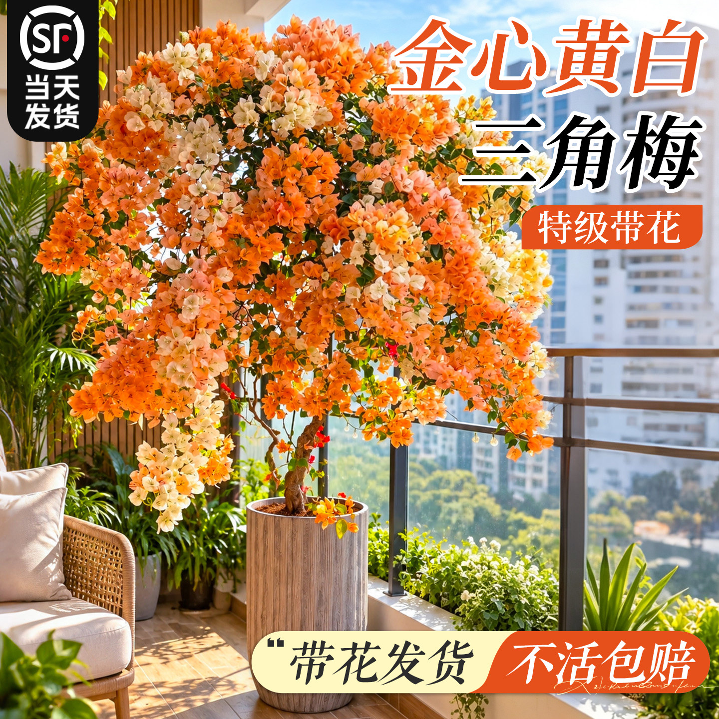 金心黄白特级三角梅盆栽绿樱漳红樱重瓣四季开花绿植大盆好养易活