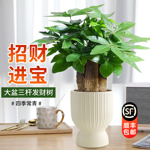 三杆发财树盆栽好养易活花卉