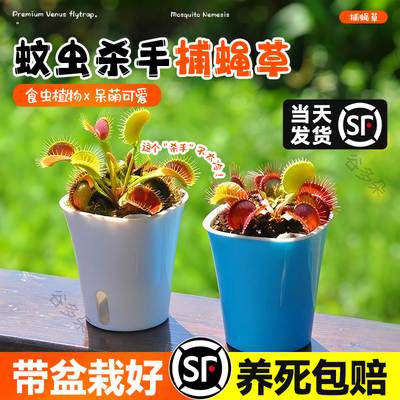捕蝇草盆栽超大扑蝇草食虫植物