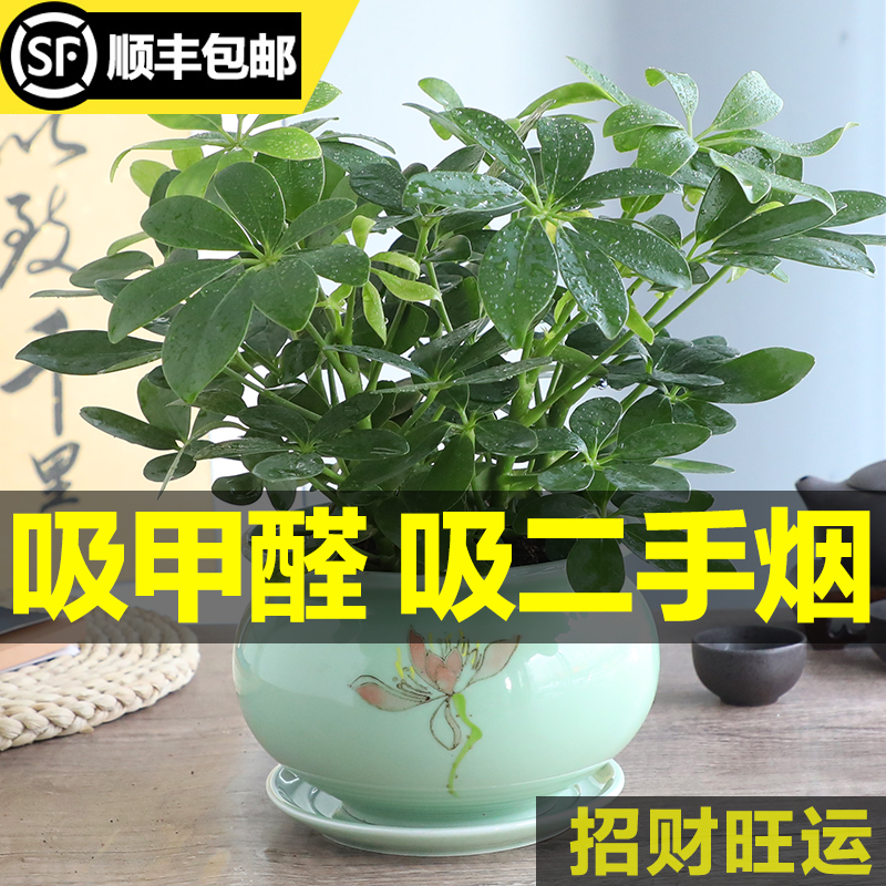 七叶莲八方来财室内办公室客厅