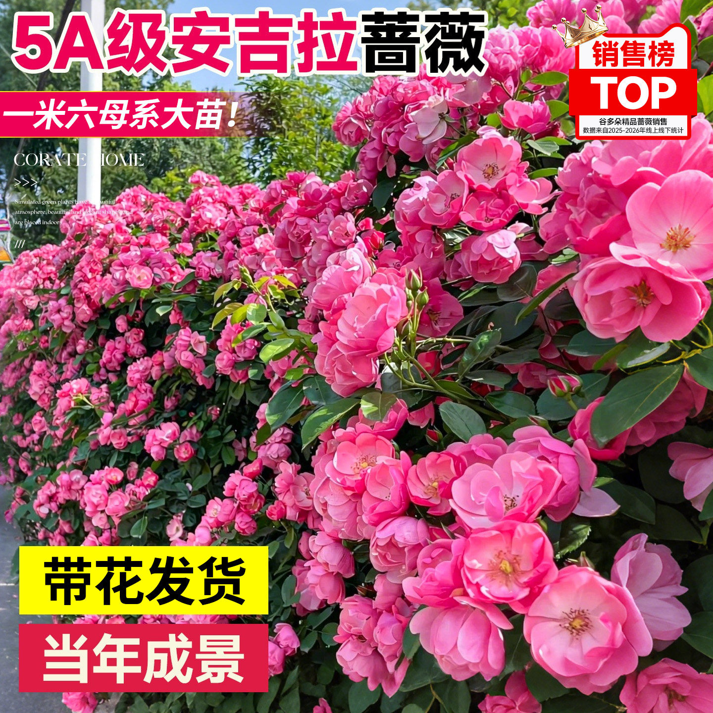 安吉拉爬藤蔷薇月季母系花苗四季开卉花无刺老桩庭院大苗藤本好养