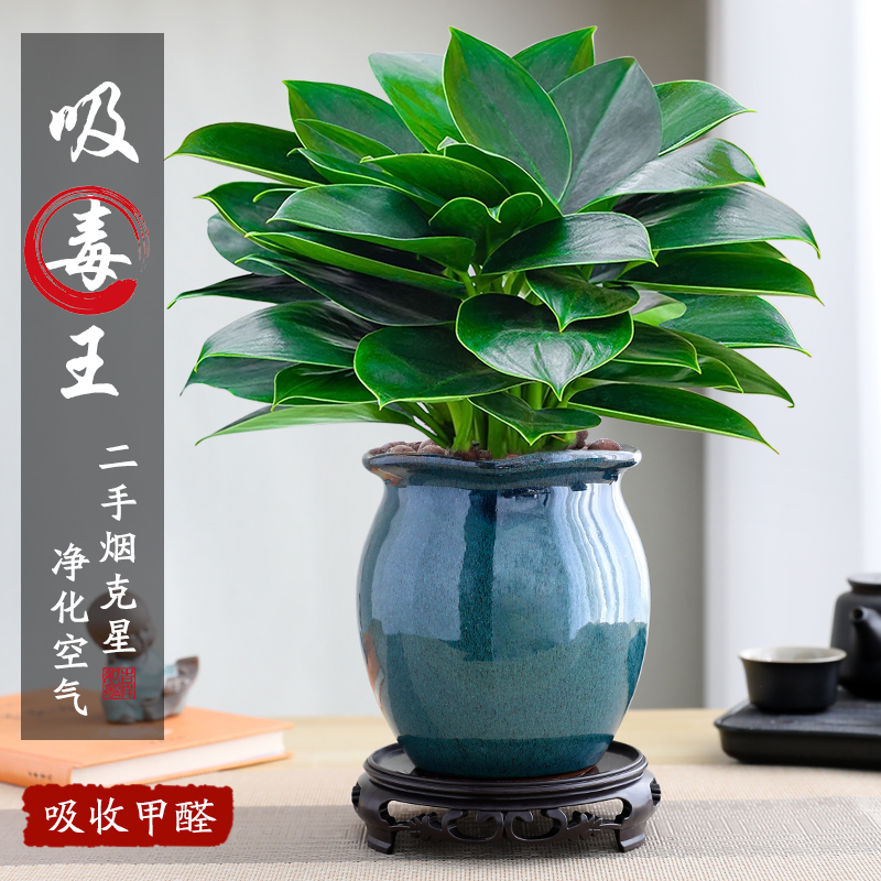 金钻精品绿公主景德镇陶瓷盆栽