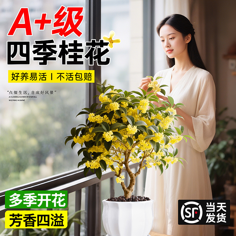 四季桂花盆栽阳台室内绿植物花卉