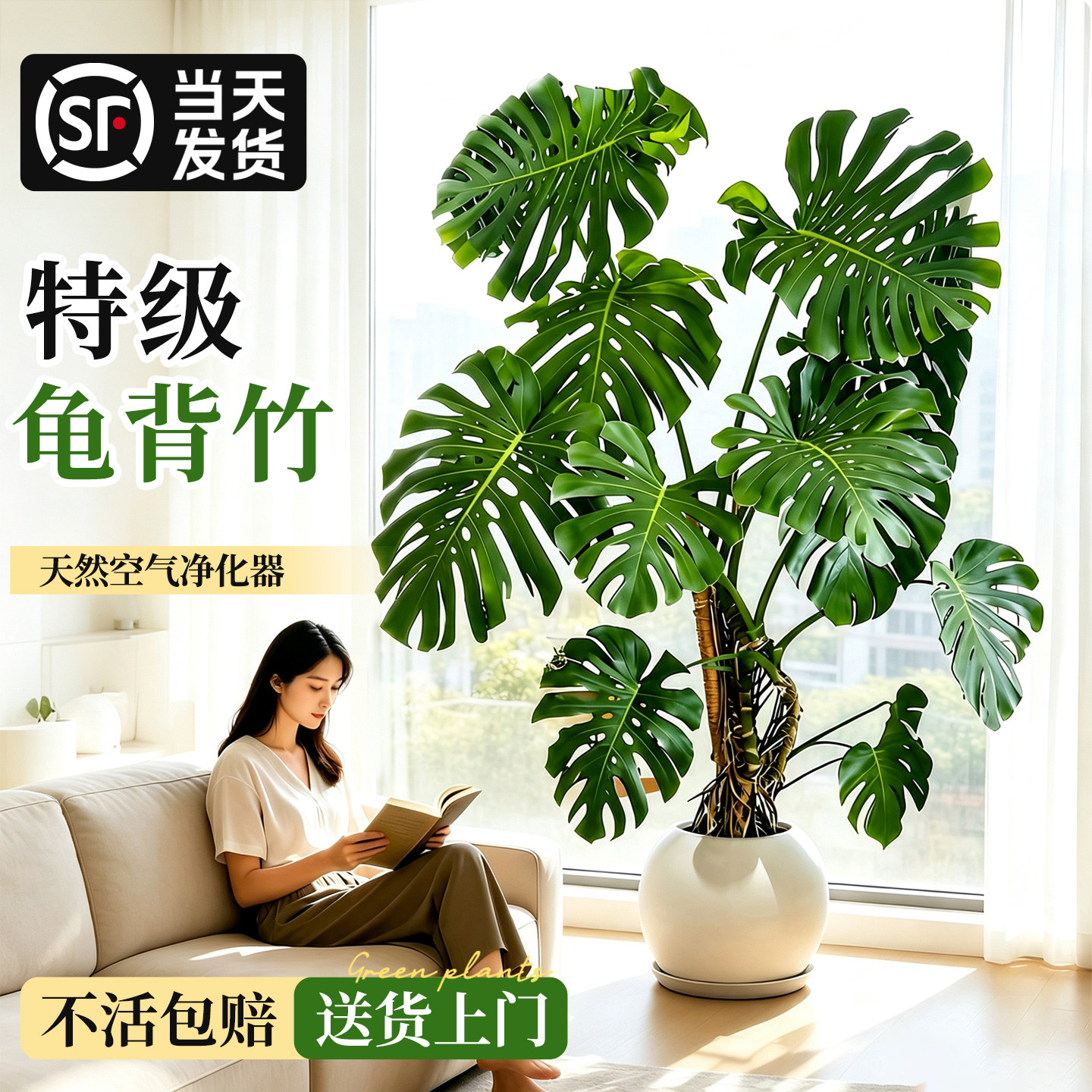 【提根大叶龟背竹】室内大型老桩图片