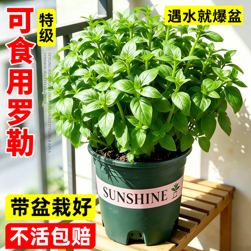 可食用九层塔罗勒盆栽驱蚊绿植物