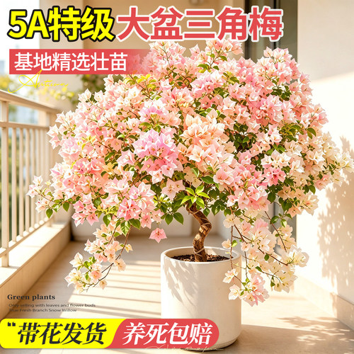 【四季开花】老桩三角梅好养易活