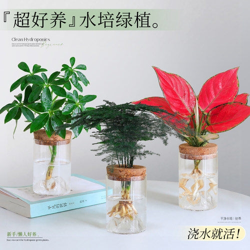 【桌面好养水培绿植】文竹小盆栽