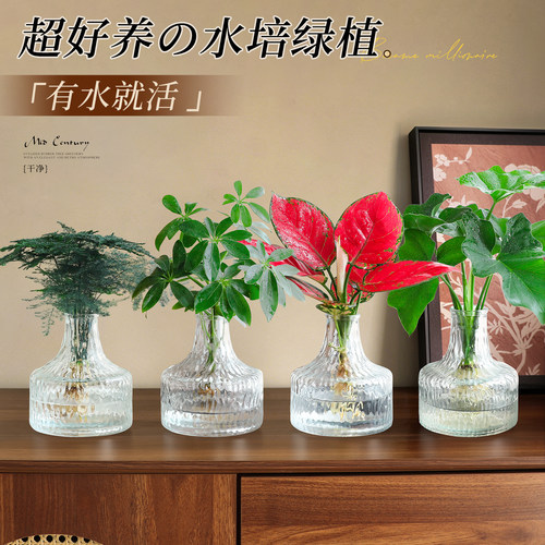 【热销榜top】桌面文竹盆栽摆件