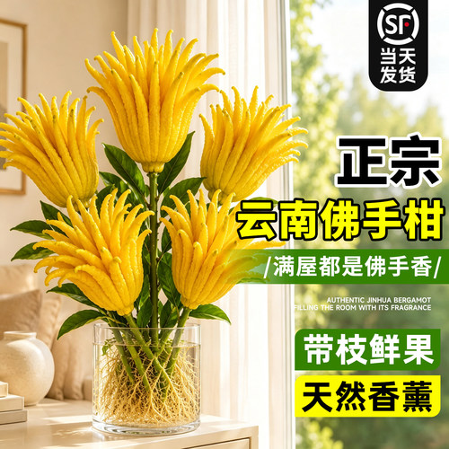 【浓香带枝佛手柑】桌面闻香摆件