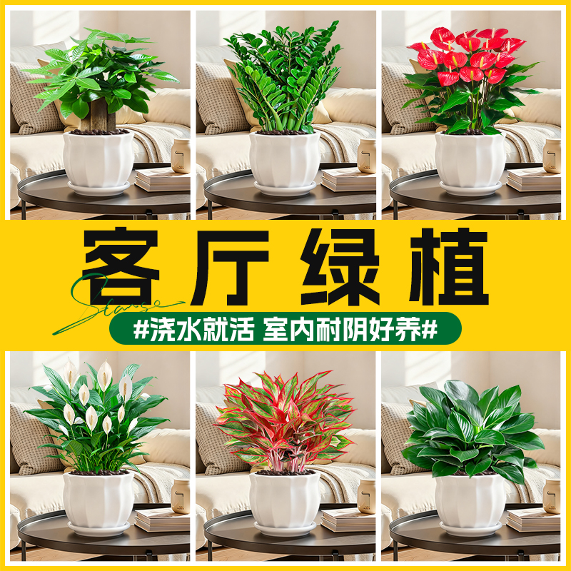 客厅绿植发财树金钱树白掌红掌盆栽室内植物花卉四季好养招财旺宅