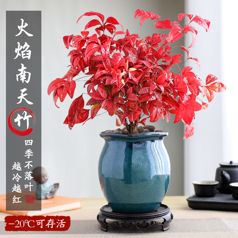火焰南天竹红叶盆栽绿植室内桌面耐寒植物四季观叶好养景德镇陶瓷,鲜花速递/花卉仿真/绿植园艺,绿植,淘宝优惠券,粉丝福利购,淘宝优惠卷