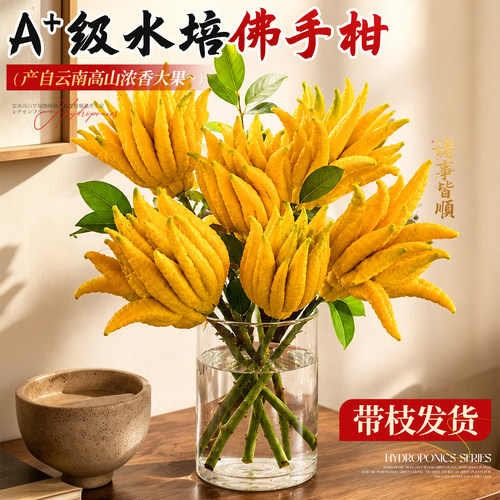 【天然香薰】云南佛手柑香橼果