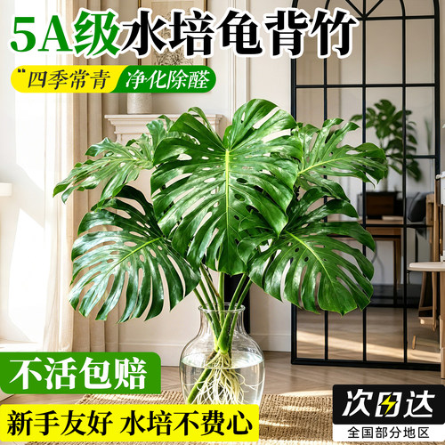 【大叶开背】好养水培龟背竹老桩