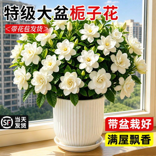 大盆栀子花盆栽带花苞浓香好养