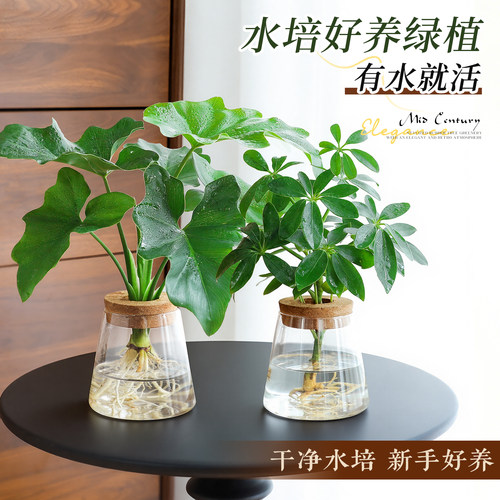 【桌面水培植物】客厅鸭脚木盆栽