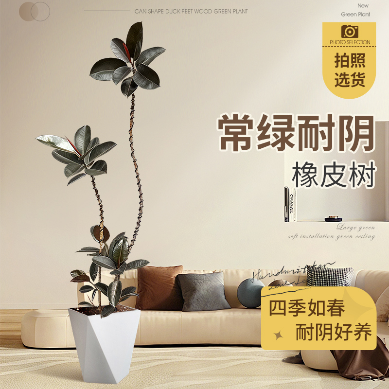 黑金刚橡皮树盆栽客厅造型植物