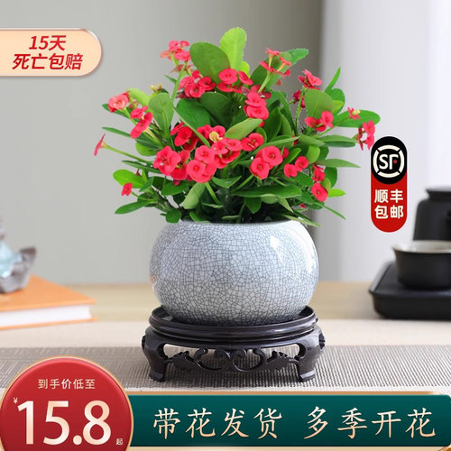 铁海棠盆栽花卉室内好养易活绿植