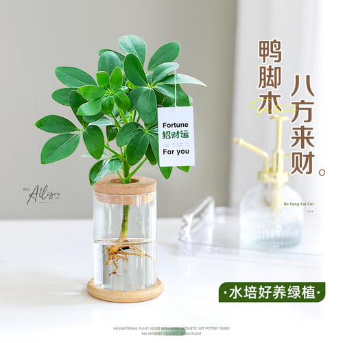 鸭脚木水培盆栽办公室好养小绿植
