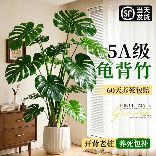 大叶开背龟背竹客厅大型好养绿植