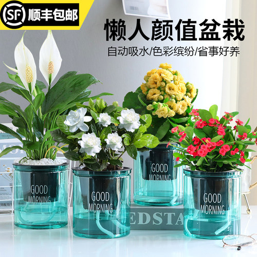 小盆栽室内卧室办公桌四季开花