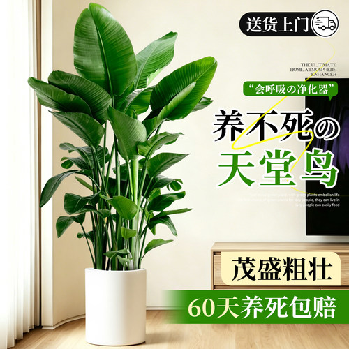 落地式大型绿植天堂鸟客厅大盆栽