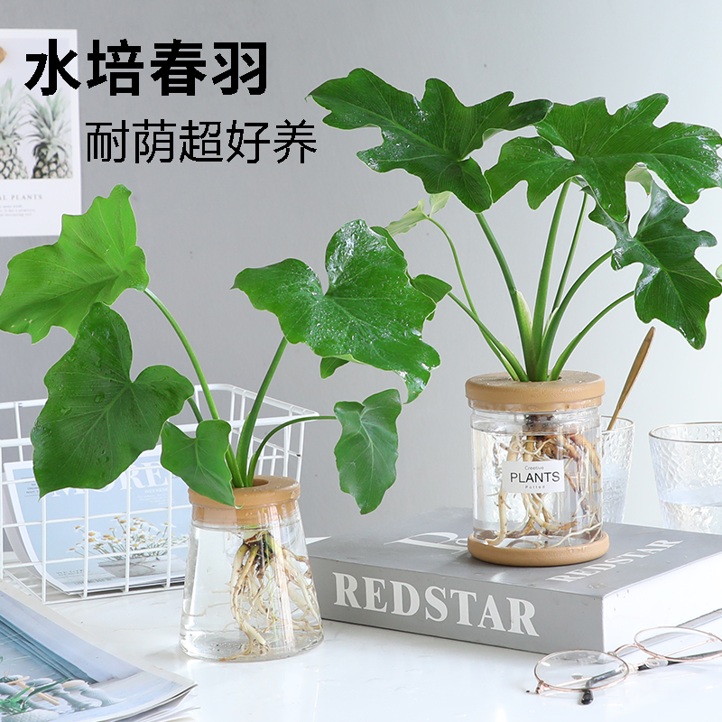 水培植物春羽盆栽室内无