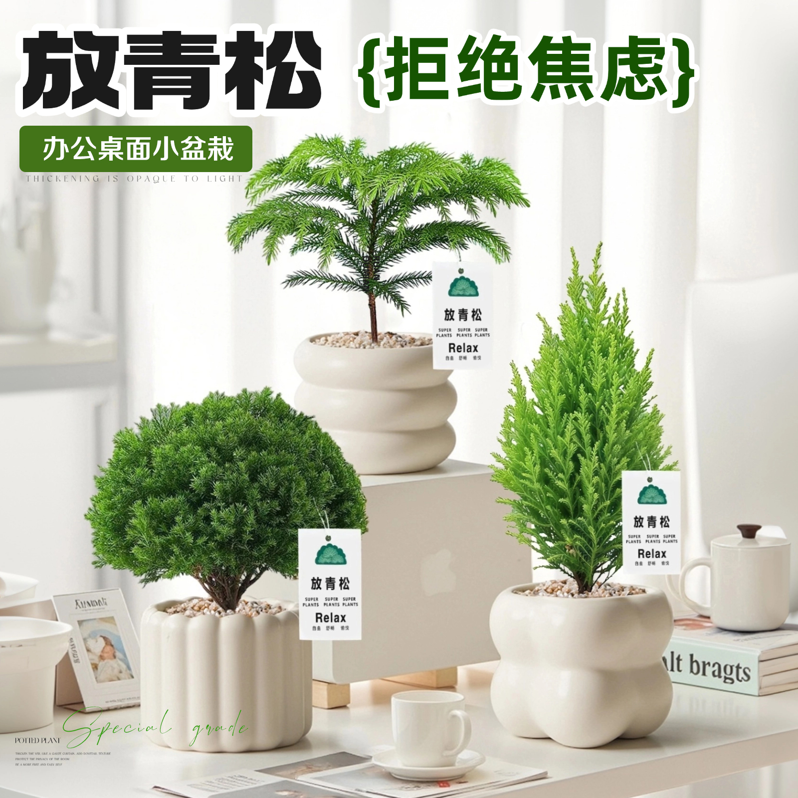 【放轻松】雾凇小盆栽工位好养活