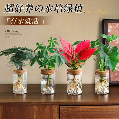 【超好养水培绿植】鸭脚木小盆栽