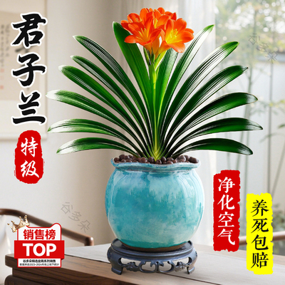 君子兰盆栽绿植耐阴植物四季带花