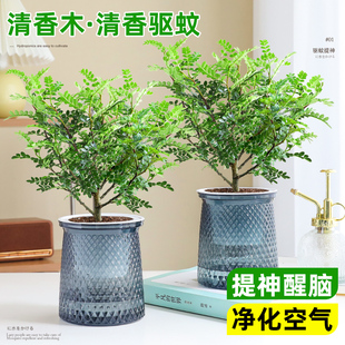 清香胡椒木驱蚊草盆栽室内桌面清新空气绿植物花卉九里香水培好养