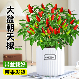 朝天椒盆栽带果辣椒小米辣秧苗四季常青结果阳台种植绿植物可食用