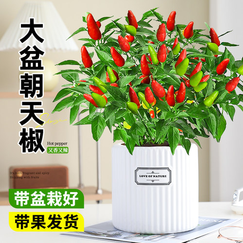 朝天椒盆栽辣椒带果发货随摘随吃