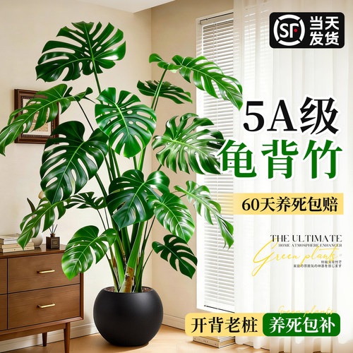 大叶龟背竹客厅大绿植老桩开背
