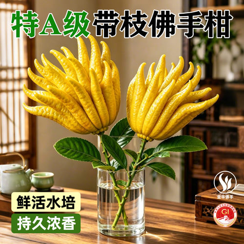 【鲜枝佛手】水培浓香带枝鲜果