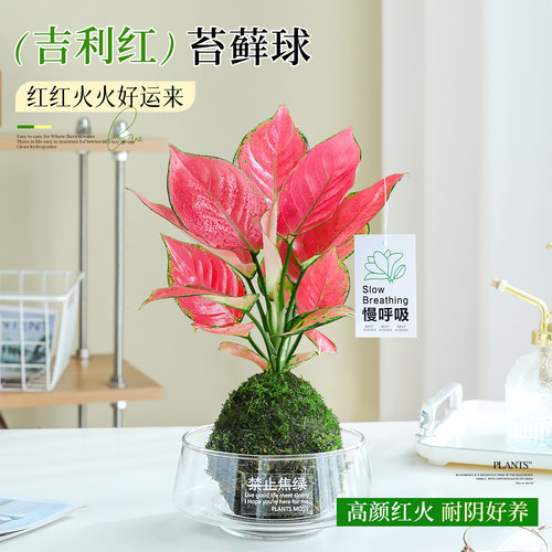 水培苔藓球吉利红植物桌面绿植物
