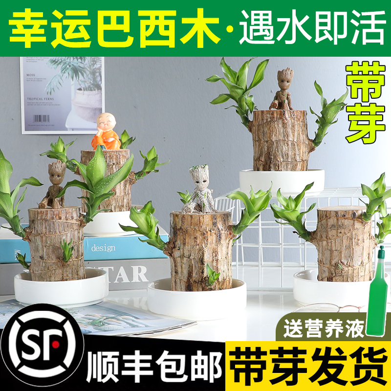 巴西木幸运木室内四季水培水养