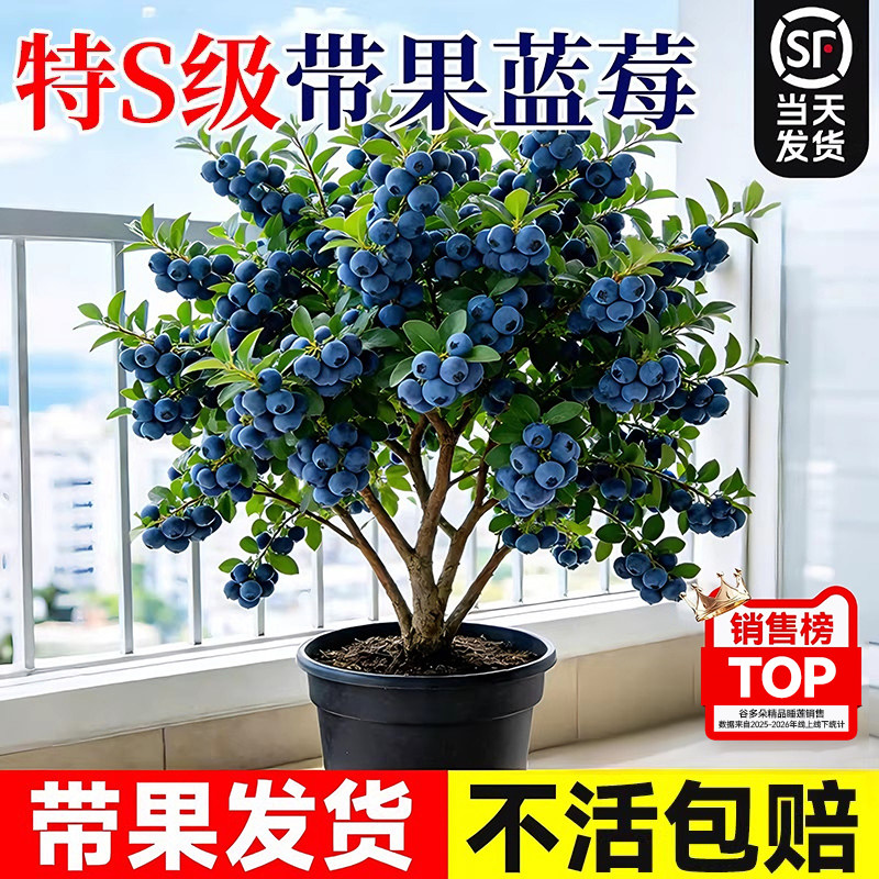 带果蓝莓树盆栽发货室内外阳台耐寒全国可养可食蓝梅苗四季可结果