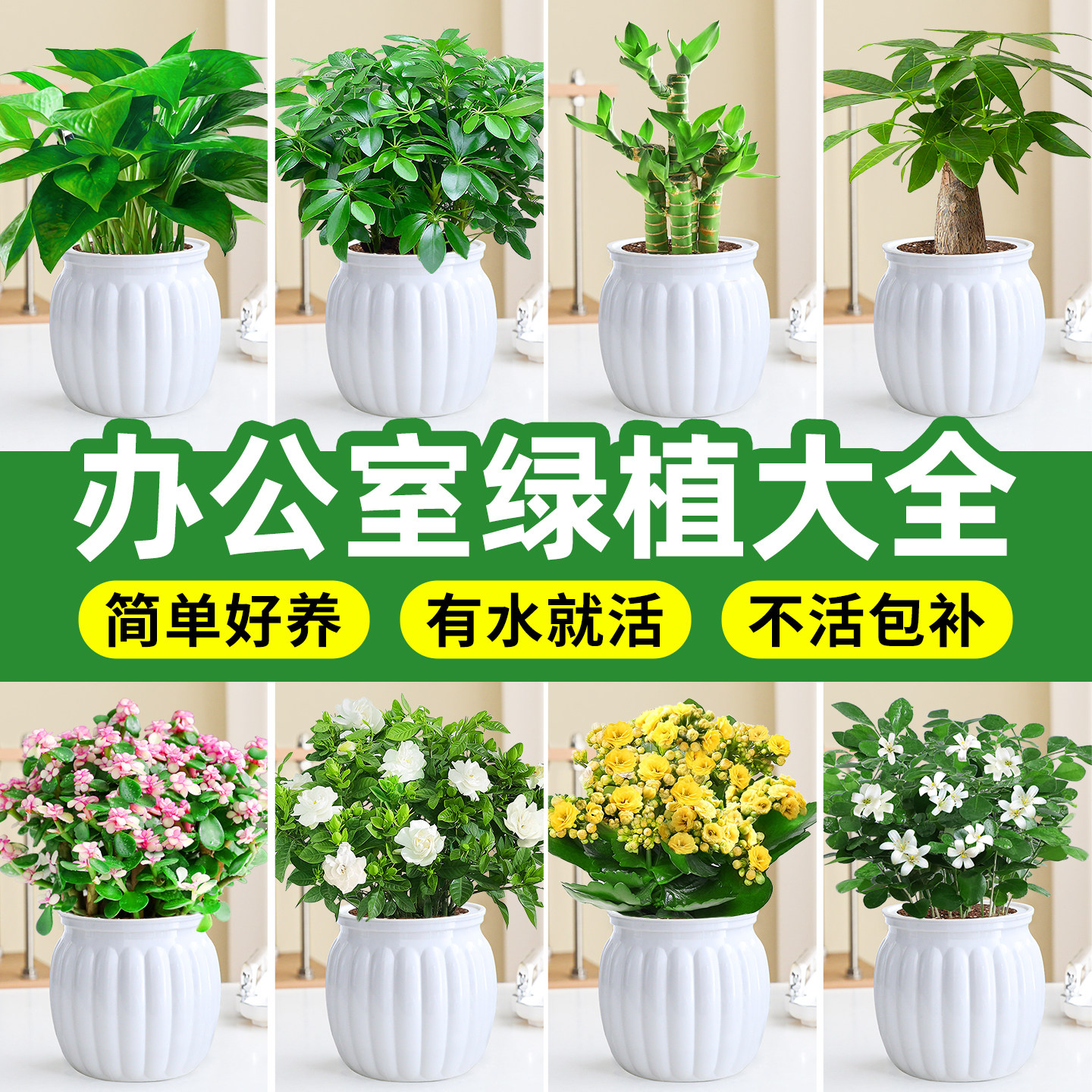 办公室绿植绿萝箩栀子花好养活植物水培桌面上发财树盆栽花卉多肉