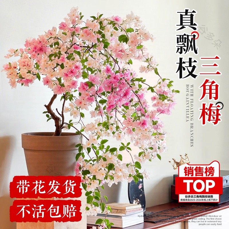 【红樱三角梅】盆栽带花四季常青