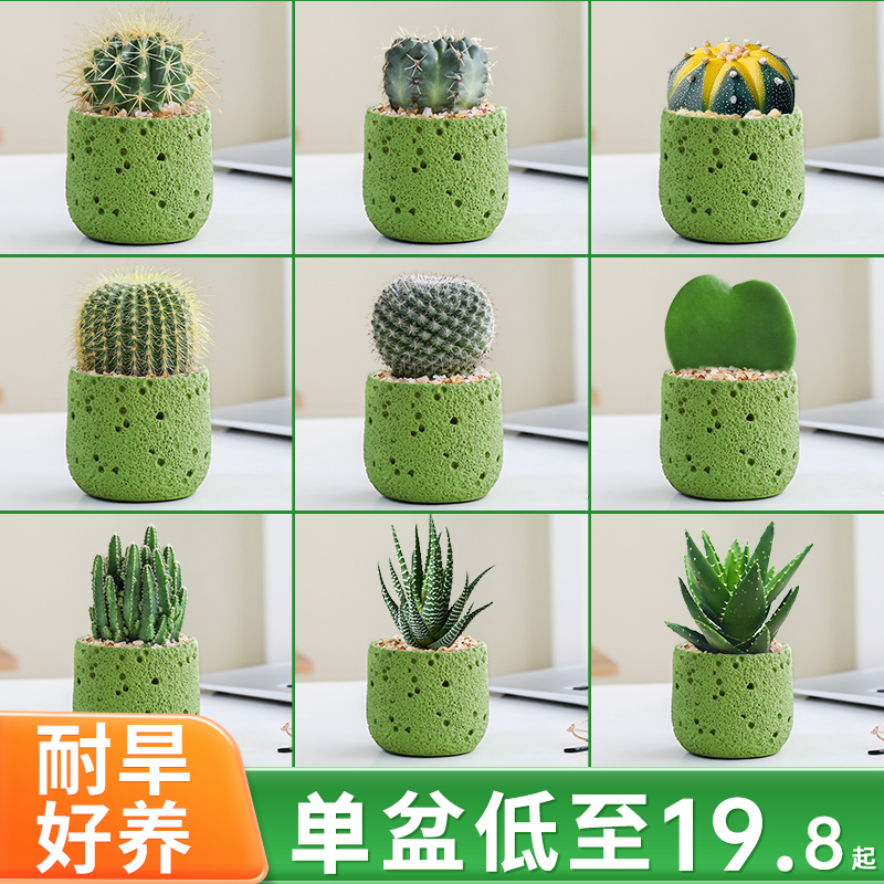 仙人球小盆栽仙人掌办公室内桌面