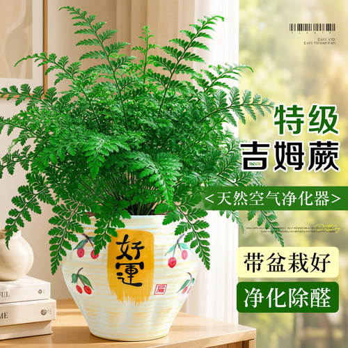 【四季常青】耐阴好活吉姆蕨盆栽
