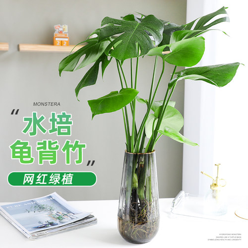 水培龟背竹绿植盆栽四季常青好养