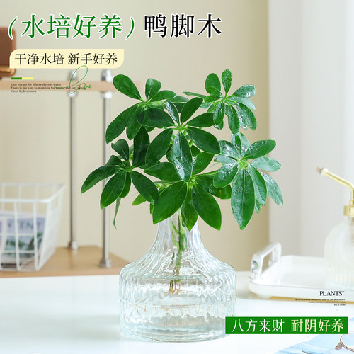 【八方来财鸭脚木】水培文竹盆栽