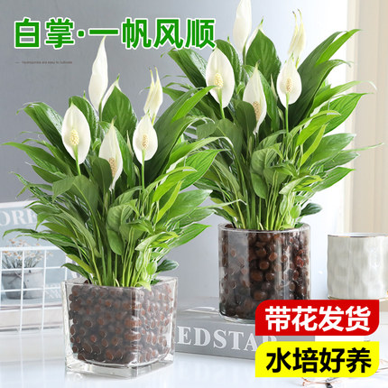 特级一帆风顺白掌盆栽绿植水培花卉植物办公室内红掌四季好养