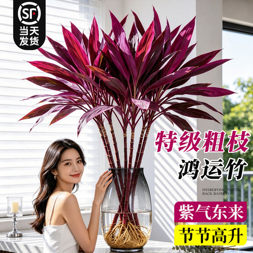 【万人选购】水培鸿运竹招财紫竹