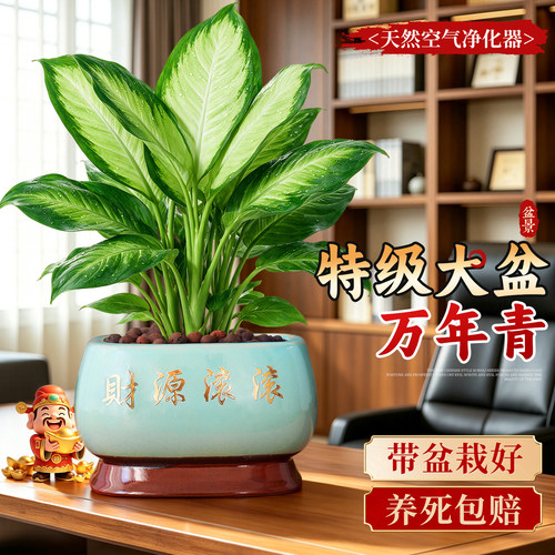 【老桩更好养】大盆万年青除甲醛