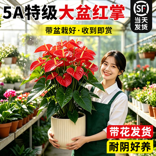 【带花红掌】桌面招财运绿植花卉