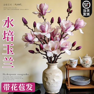 带花苞鲜切枝玉兰花室内桌面盆栽水培插花绿植物耐寒好养浓香花卉