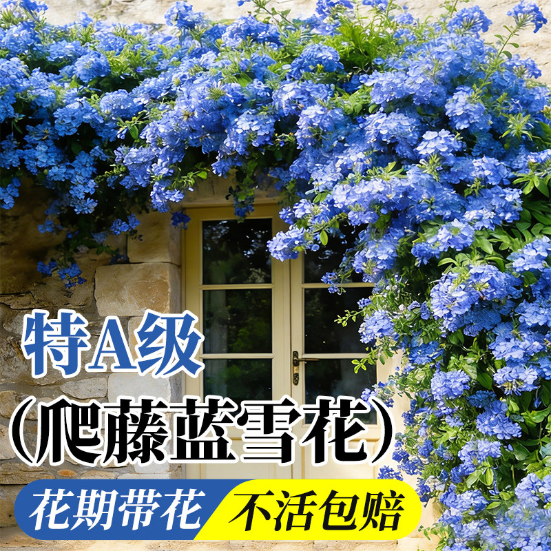 蓝雪花盆栽带花苞大苗植物棒棒糖庭院阳台爬藤室内外多季开花好养
