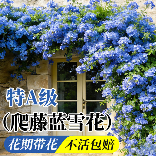 蓝雪花盆栽大苗带花苞四季好养